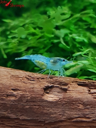 Preview: Blue Jelly